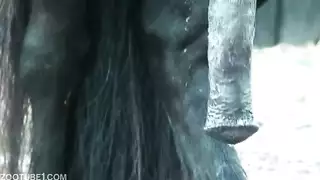 فانتازيا المزرعة المثلي جنس جامح بين الحصان والفحل